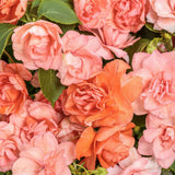 Rockapulco Tropical Shades double impatiens in a pot