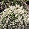 Yuki Snowflake deutzia with white flowers in a pot