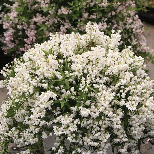 Yuki Snowflake deutzia with white flowers in a pot