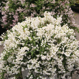 Yuki Snowflake deutzia with white flowers in a pot