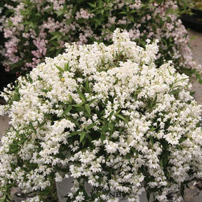 Yuki Snowflake deutzia with white flowers in a pot