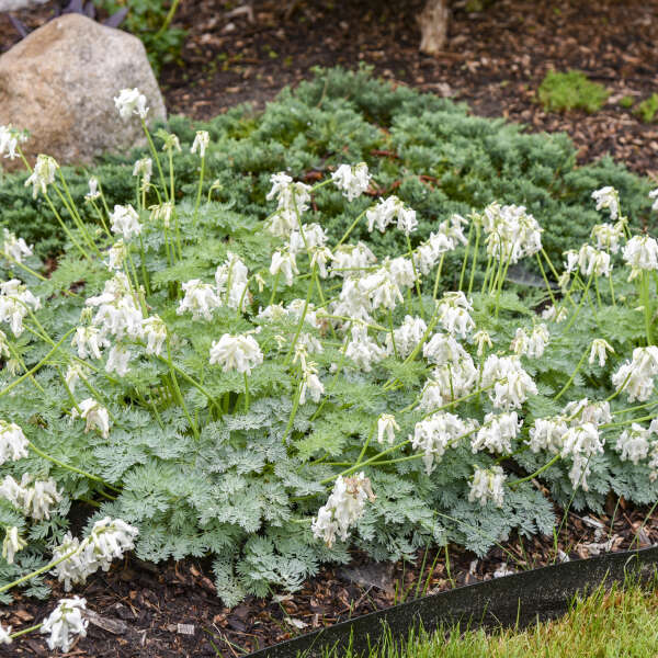 Dicentra White Diamonds with white flowers in a pot
