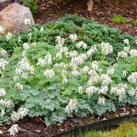 Dicentra White Diamonds with white flowers in a pot