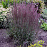 Prairie Winds Blue Paradise little bluestem in a pot