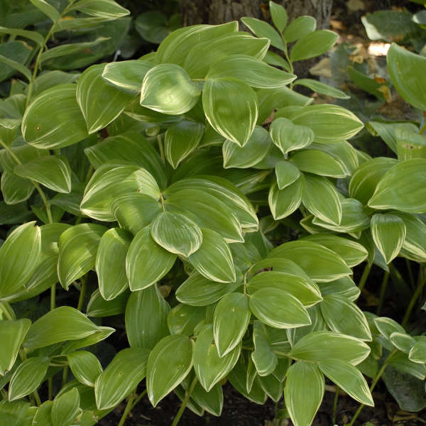 Solomon's seal plant in a nursery pot with green foliage