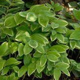 Solomon's seal plant in a nursery pot with green foliage