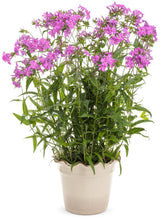 Pink phlox blooms in a nursery pot