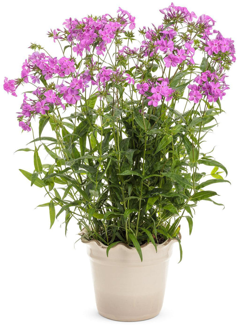 act plant Opening Act Ultrapink' Hybrid Phlox