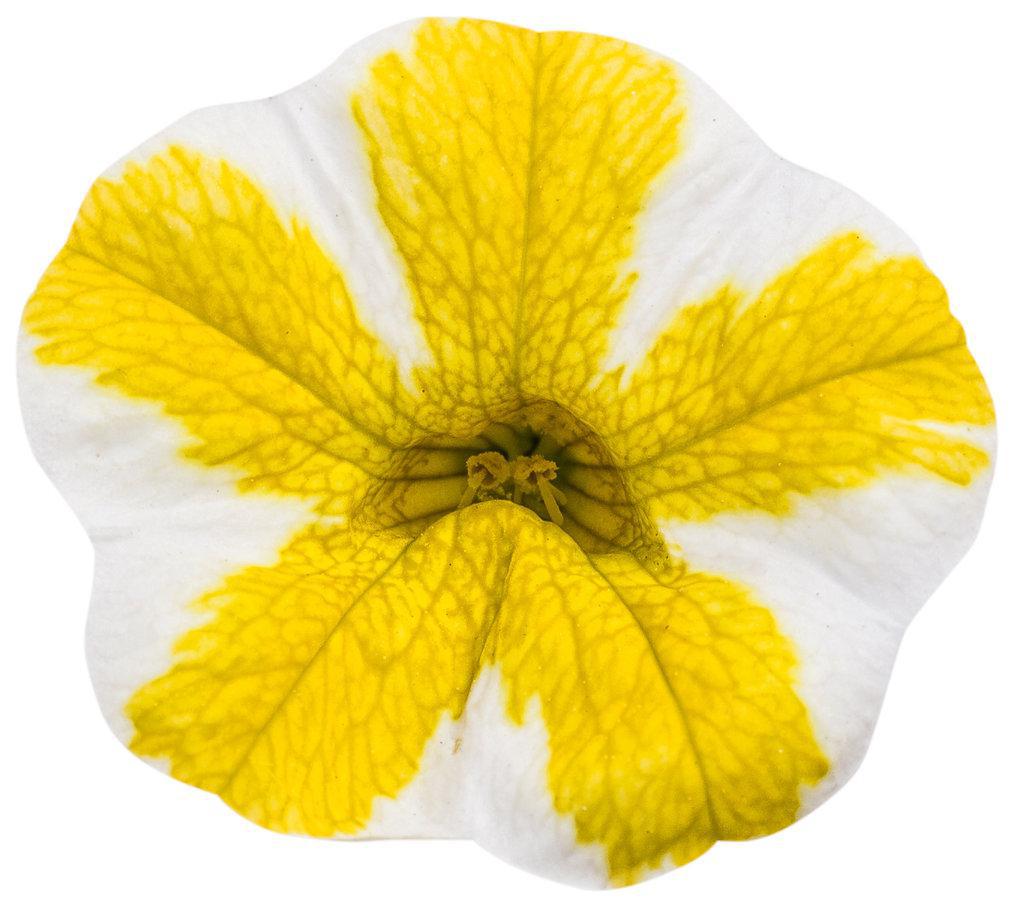 Superbells® Lemon Slice® Calibrachoa | Proven Winners® – Creekside