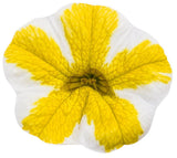 Calibrachoa Superbells Lemon Slice in a hanging pot