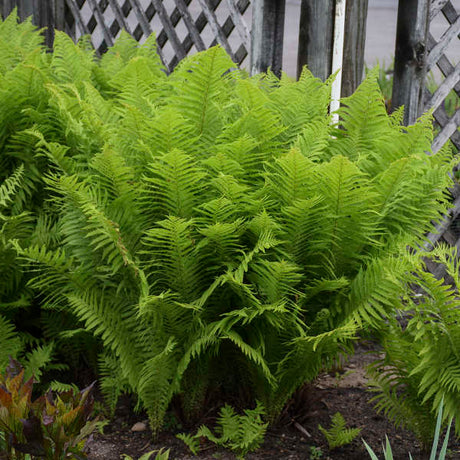 Ostrich fern in a pot with feathery green fronds