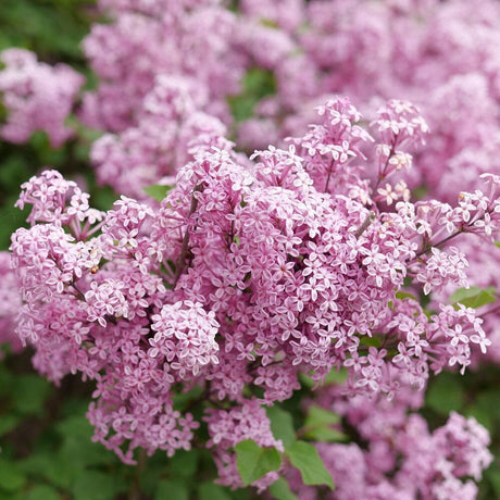 Bloomerang Purpink reblooming lilac in a nursery pot