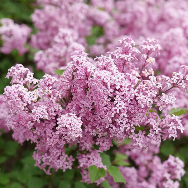 Bloomerang Purpink® Reblooming Lilac | Proven Winners® – Creekside