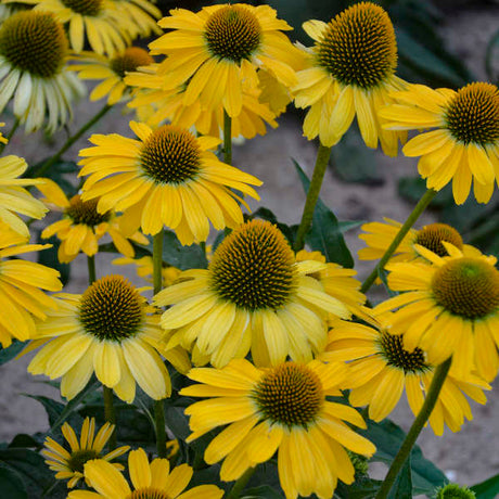 Yellow coneflower blooms in a nursery pot