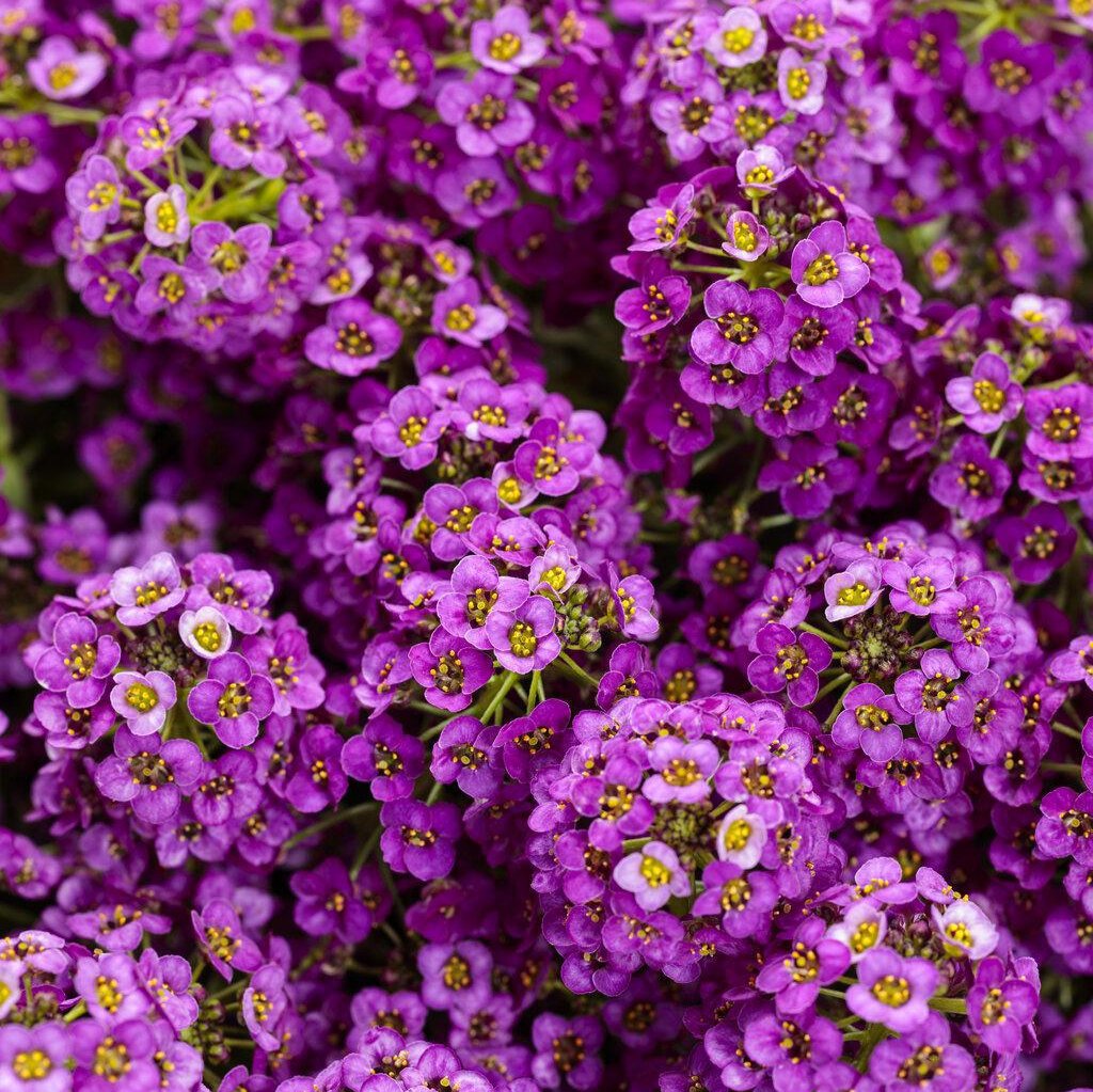 Proven Winners Sweet Alyssum - Thumbnail 3