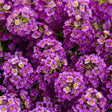 Violet Knight sweet alyssum with purple flowers in a pot