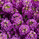 Violet Knight sweet alyssum with purple flowers in a pot