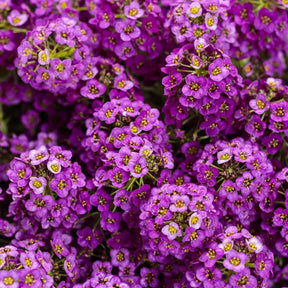 Violet Knight sweet alyssum with purple flowers in a pot