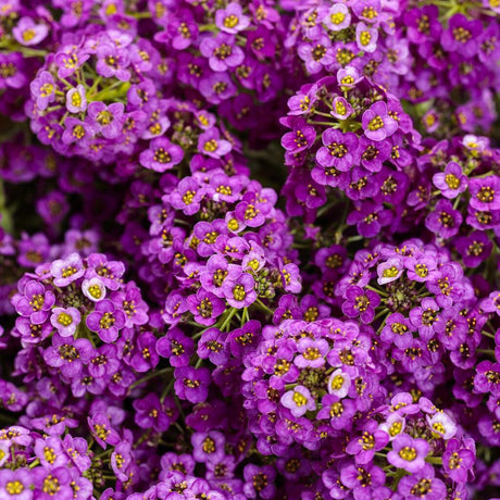 Violet Knight sweet alyssum with purple flowers in a pot