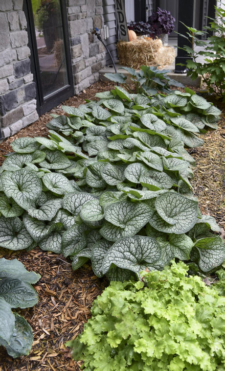 Brunnera macrophylla Jack of Diamonds in a pot