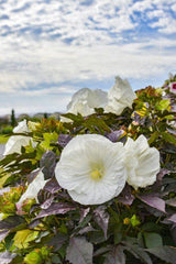 Summerific Cookies and Cream hibiscus in a pot