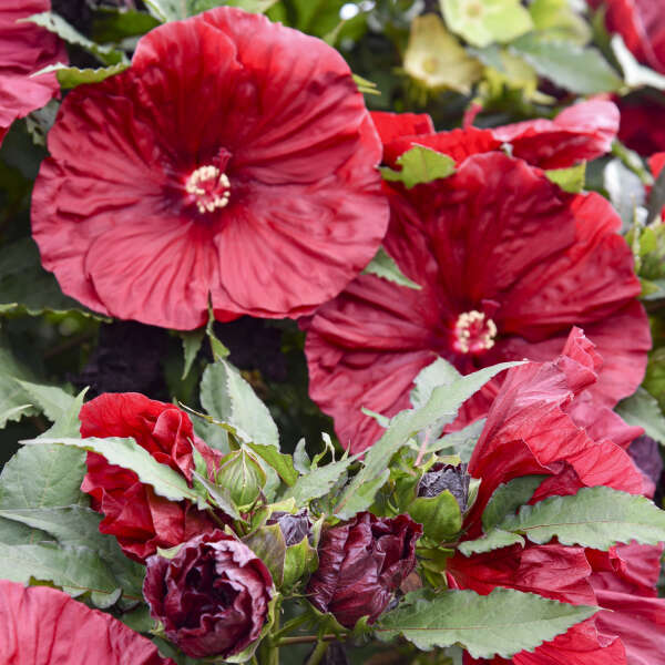 'Blackberry Merlot' Hibiscus | Creekside Champions™