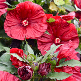 'Blackberry Merlot' Hibiscus | Creekside Champions™