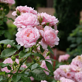 Pink rose with soft pink blooms in a nursery pot