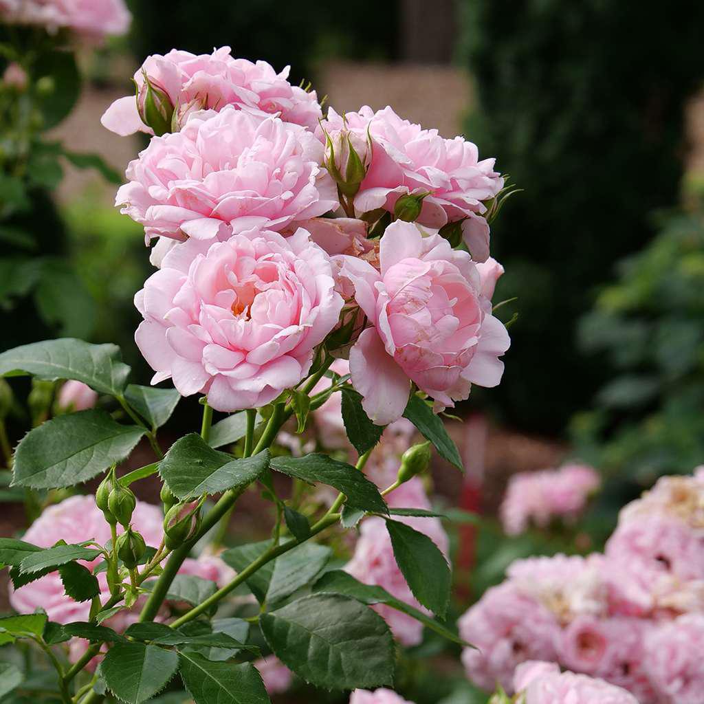 'Reminiscent Pink' Rose