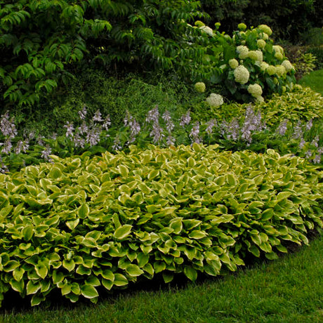 Golden Tiara hosta in a nursery pot, green leaves