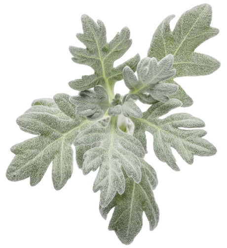 Silver Bullet artemisia in a nursery pot