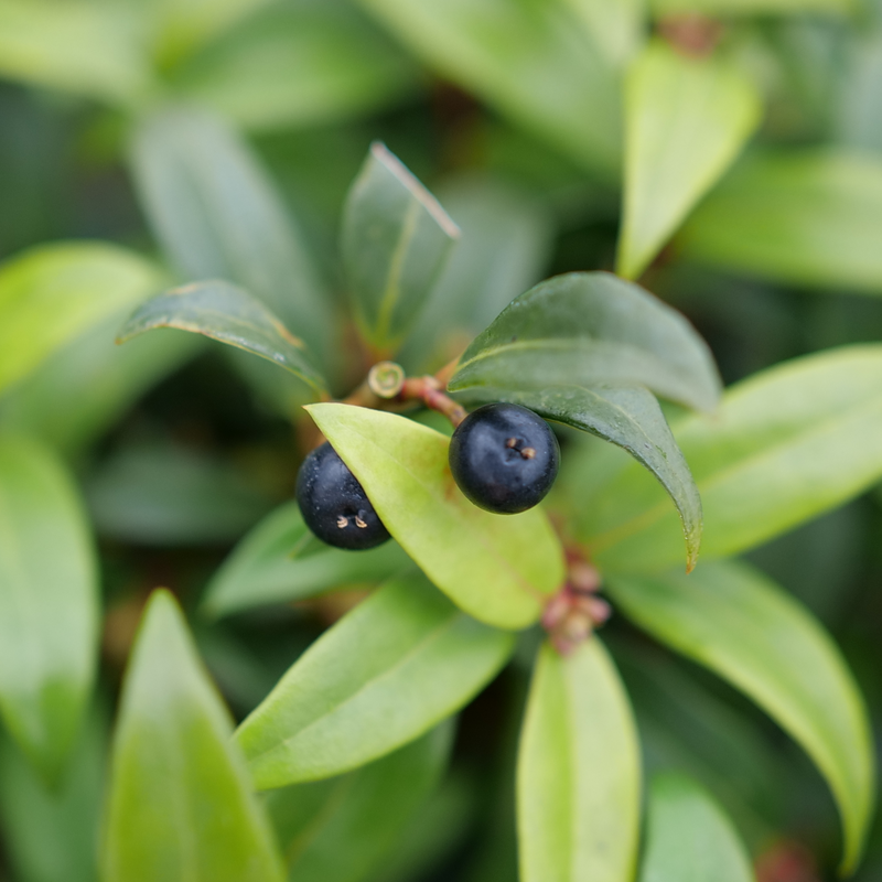Sweet Box shrub in a nursery pot with glossy green leaves