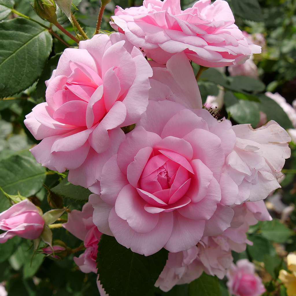 REMINISCENT® Pink Rose – Creekside Nursery, Inc