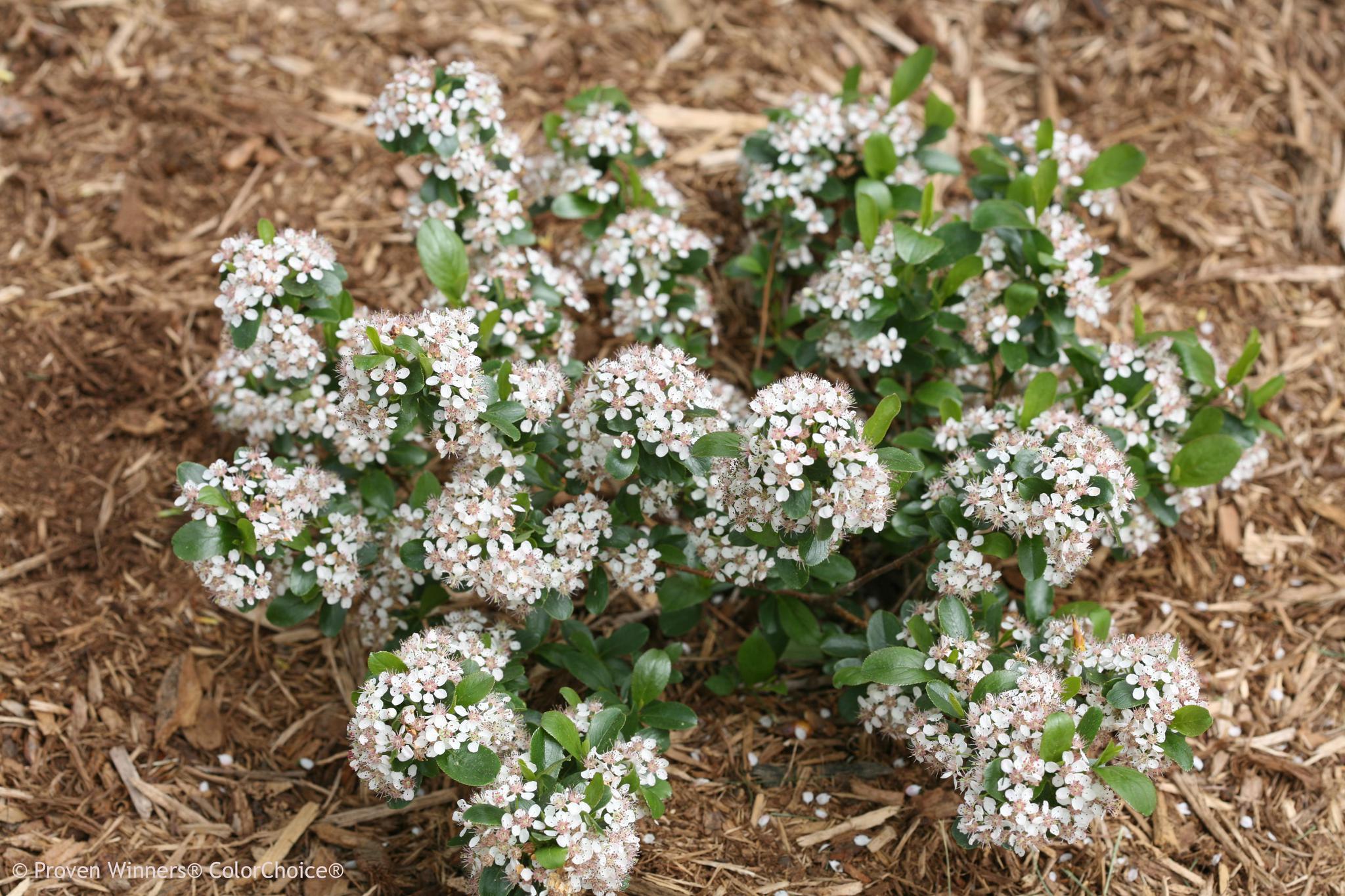アローネ　❸1本　3/4 LOW SCAPE MOUND® Aronia | Proven Winners® – Creekside Nursery, Inc