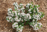 LOW SCAPE MOUND® Aronia shrub in a nursery pot