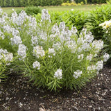 Amsonia 'String Theory' with blue flowers in a pot