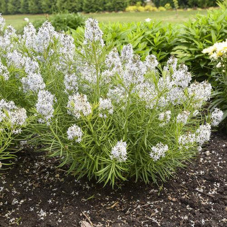 Amsonia 'String Theory' with blue flowers in a pot