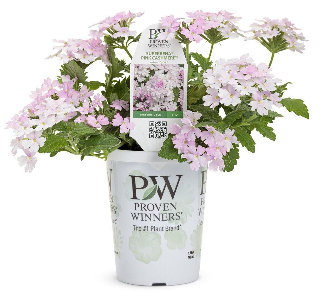 Superbena® Pink Cashmere™ Verbena | Proven Winners® – Creekside