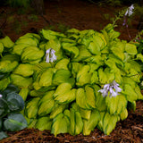 Stained Glass hosta with variegated leaves in a pot