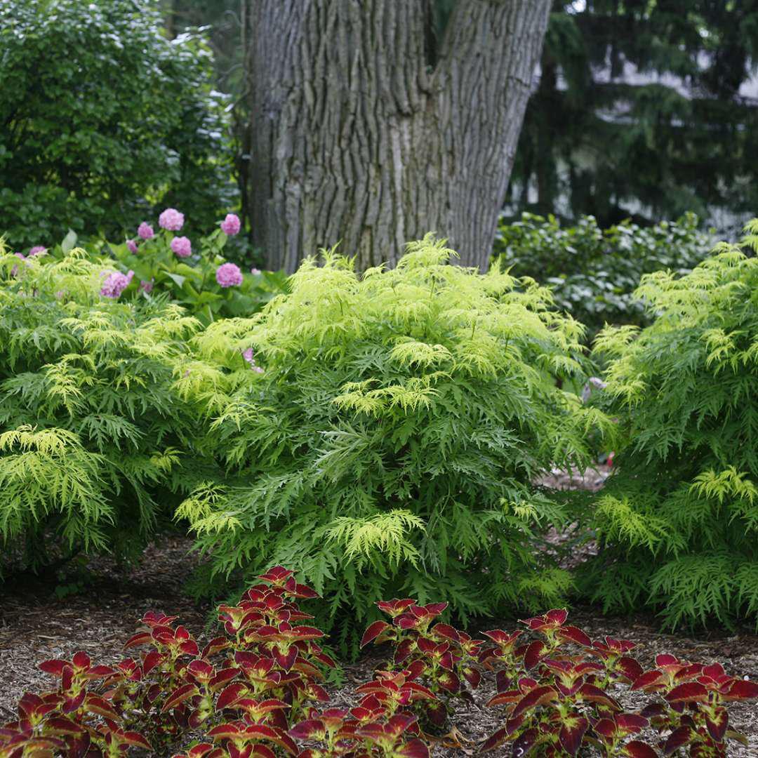 Lemony Lace elderberry with finely cut yellow-green foliage