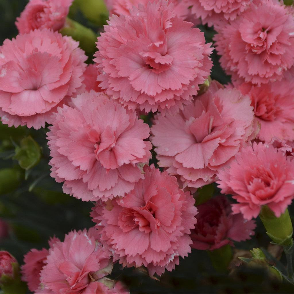 Fruit Punch Classic Coral dianthus in a pot, blooming coral flowers