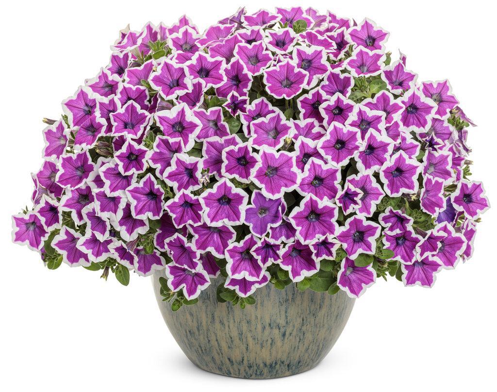 Supertunia Hoopla Vivid Orchid petunia in bloom in a pot