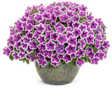 Supertunia Hoopla Vivid Orchid petunia in bloom in a pot