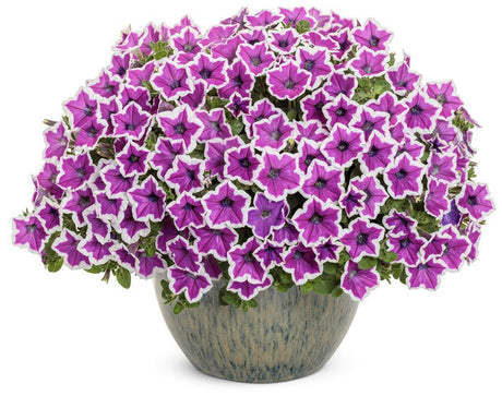 Supertunia Hoopla Vivid Orchid petunia in bloom in a pot