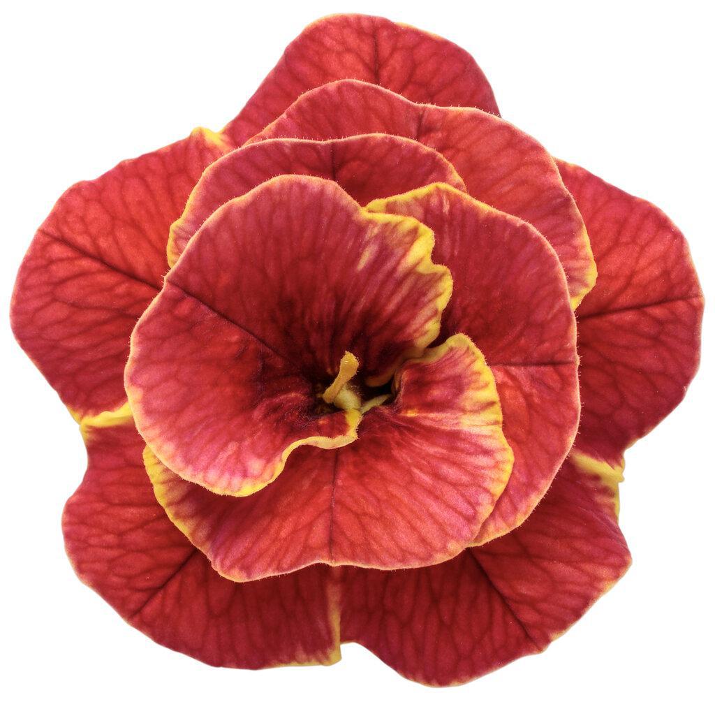 Double red calibrachoa in a nursery pot