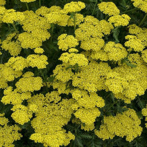 Achillea 'Firefly Sunshine' with yellow flowers in a pot