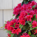 Red reblooming azalea with red flowers in a pot