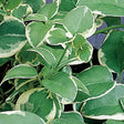 Variegata variegated vinca vine in a trailing green pot