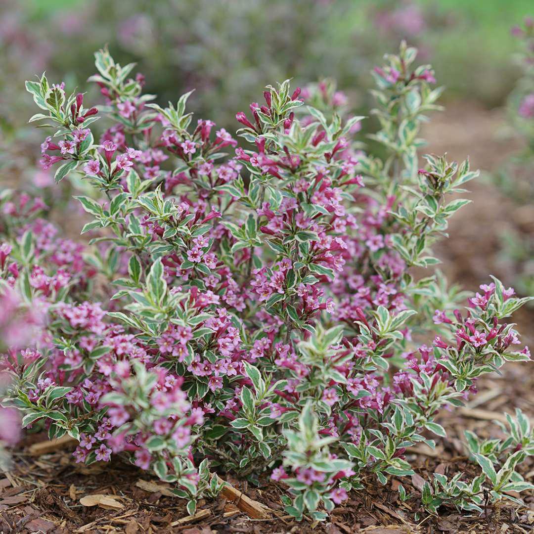 MY MONET PURPLE EFFECT® weigela with variegated leaves in a pot