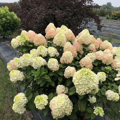 Little Lime Punch panicle hydrangea with green-white blooms
